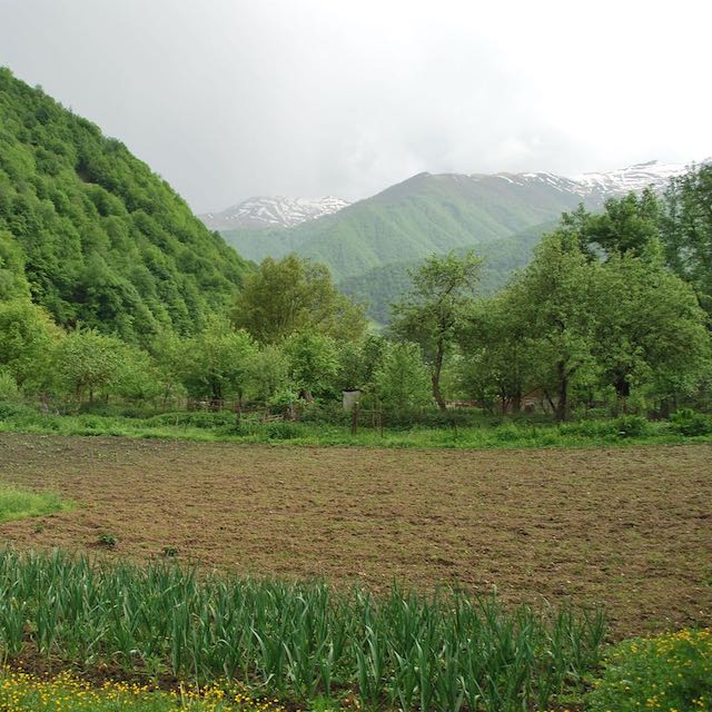 ლიზა ქარჩაიძე